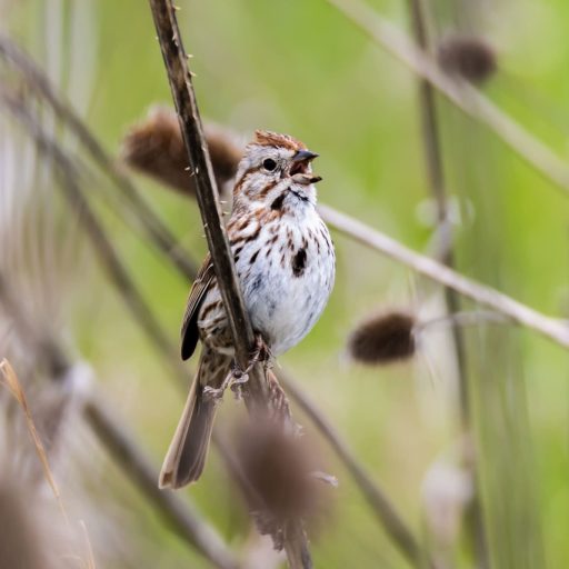 Song-Sparrow_Ana-Amable-scaled